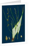 Carex Remota; Distant-Spiked Sedge by Anonymous