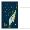 Carex Remota; Distant-Spiked Sedge by Anonymous