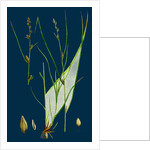 Carex Remota; Distant-Spiked Sedge by Anonymous