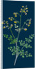 Thalictrum Minus, Montanum; Lesser Meadow Rue, Var. B. by Anonymous