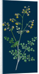 Thalictrum Minus, Montanum; Lesser Meadow Rue, Var. B. by Anonymous