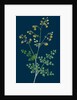 Thalictrum Minus, Montanum; Lesser Meadow Rue, Var. B. by Anonymous