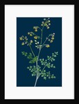 Thalictrum Minus, Montanum; Lesser Meadow Rue, Var. B. by Anonymous