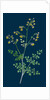 Thalictrum Minus, Montanum; Lesser Meadow Rue, Var. B. by Anonymous