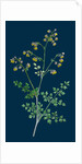 Thalictrum Minus, Montanum; Lesser Meadow Rue, Var. B. by Anonymous