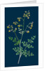 Thalictrum Minus, Montanum; Lesser Meadow Rue, Var. B. by Anonymous