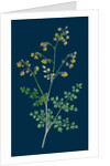 Thalictrum Minus, Montanum; Lesser Meadow Rue, Var. B. by Anonymous