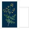 Thalictrum Minus, Montanum; Lesser Meadow Rue, Var. B. by Anonymous