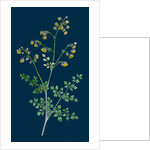 Thalictrum Minus, Montanum; Lesser Meadow Rue, Var. B. by Anonymous