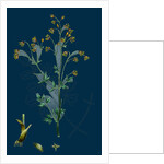 Thalictrum Flexuosum; Zigzag Meadow Rue by Anonymous