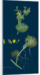 Ranunculus Circinatus; Rigid-Leaved Water-Crowfoot by Anonymous