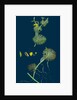 Ranunculus Circinatus; Rigid-Leaved Water-Crowfoot by Anonymous