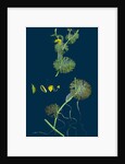 Ranunculus Circinatus; Rigid-Leaved Water-Crowfoot by Anonymous