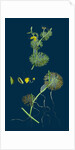 Ranunculus Circinatus; Rigid-Leaved Water-Crowfoot by Anonymous