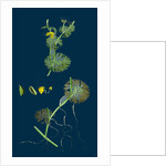 Ranunculus Circinatus; Rigid-Leaved Water-Crowfoot by Anonymous