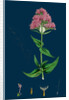 Centranthus Ruber; Red Valerian by Anonymous