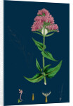Centranthus Ruber; Red Valerian by Anonymous