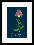 Centranthus Ruber; Red Valerian by Anonymous