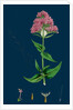 Centranthus Ruber; Red Valerian by Anonymous