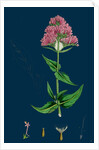 Centranthus Ruber; Red Valerian by Anonymous