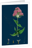 Centranthus Ruber; Red Valerian by Anonymous
