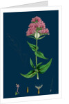 Centranthus Ruber; Red Valerian by Anonymous