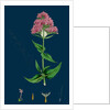 Centranthus Ruber; Red Valerian by Anonymous