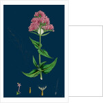 Centranthus Ruber; Red Valerian by Anonymous