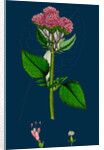Valeriana Pyrenaica; Heart-Leaved Valerian by Anonymous
