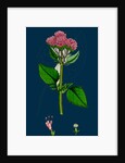 Valeriana Pyrenaica; Heart-Leaved Valerian by Anonymous