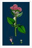 Valeriana Pyrenaica; Heart-Leaved Valerian by Anonymous