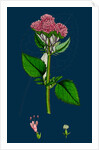Valeriana Pyrenaica; Heart-Leaved Valerian by Anonymous