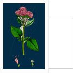 Valeriana Pyrenaica; Heart-Leaved Valerian by Anonymous