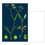 Valerianella Auricula; Sharp-Fruited Lamb's-Lettuce by Anonymous