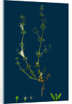 Galium Anglicum; Wall Bedstraw by Anonymous