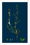 Galium Anglicum; Wall Bedstraw by Anonymous