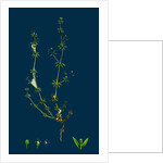 Galium Anglicum; Wall Bedstraw by Anonymous