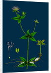 Asperula Taurina; Four-Leaved Woodruff by Anonymous