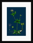 Asperula Taurina; Four-Leaved Woodruff by Anonymous