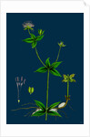 Asperula Taurina; Four-Leaved Woodruff by Anonymous