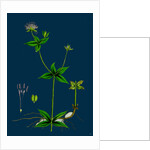 Asperula Taurina; Four-Leaved Woodruff by Anonymous