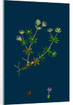 Sherardia Arvensis; Blue Field Madder by Anonymous
