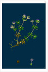 Sherardia Arvensis; Blue Field Madder by Anonymous