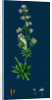 Galium Elatum; Common Great Bedstraw by Anonymous