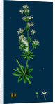 Galium Elatum; Common Great Bedstraw by Anonymous
