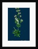 Galium Elatum; Common Great Bedstraw by Anonymous