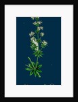 Galium Elatum; Common Great Bedstraw by Anonymous