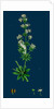 Galium Elatum; Common Great Bedstraw by Anonymous