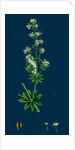 Galium Elatum; Common Great Bedstraw by Anonymous