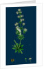 Galium Elatum; Common Great Bedstraw by Anonymous